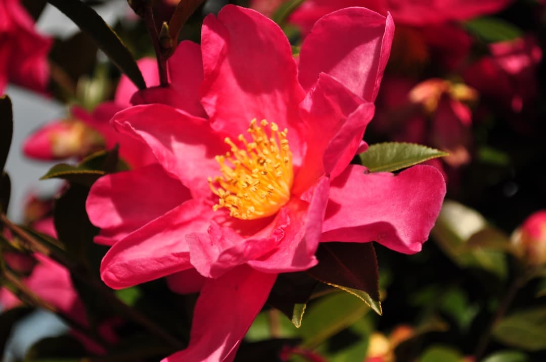 『完動美品』Nikon D5000 レンズキット AF-S DX 18-55mm