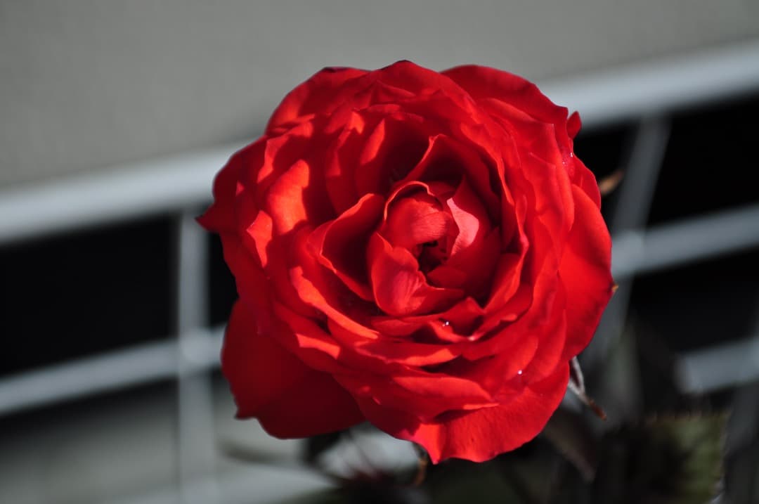 『完動美品』Nikon D5000 レンズキット AF-S DX 18-55mm