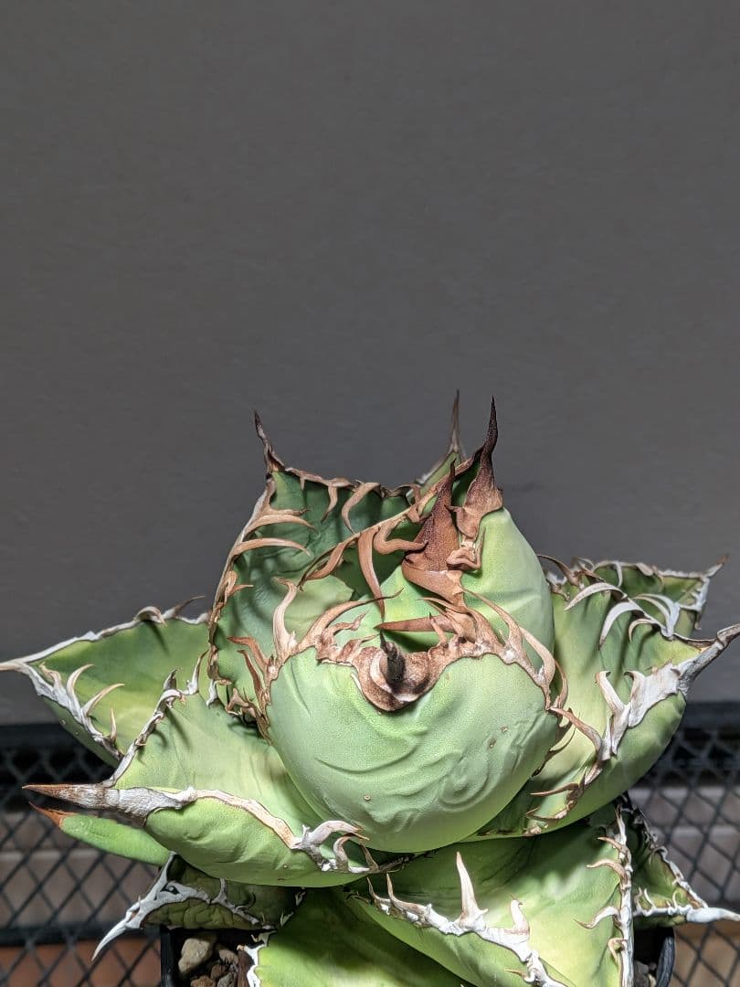 ③アガベ オアハカ オテロイ 実生 優良 選抜 中株 チタノタ