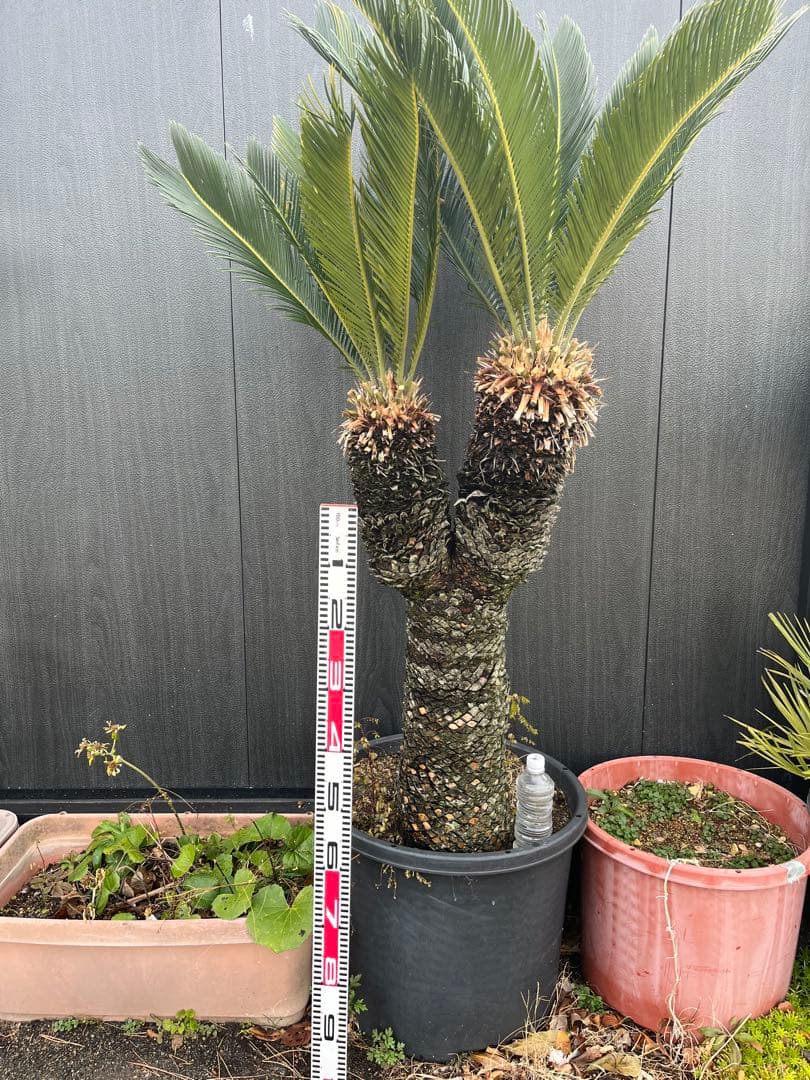 引き取り限定　ソテツ ダブルヘッド　約1.5m 二股の幹
