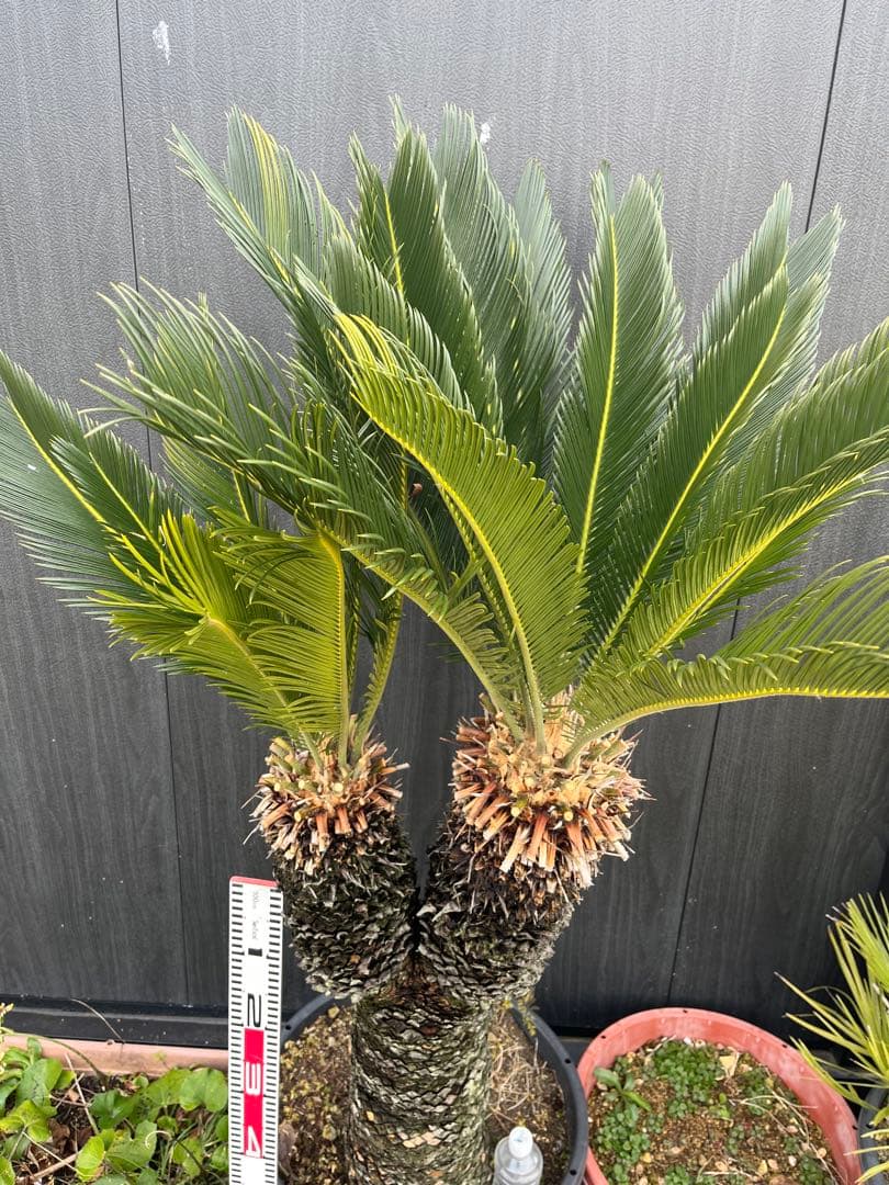 引き取り限定　ソテツ ダブルヘッド　約1.5m 二股の幹