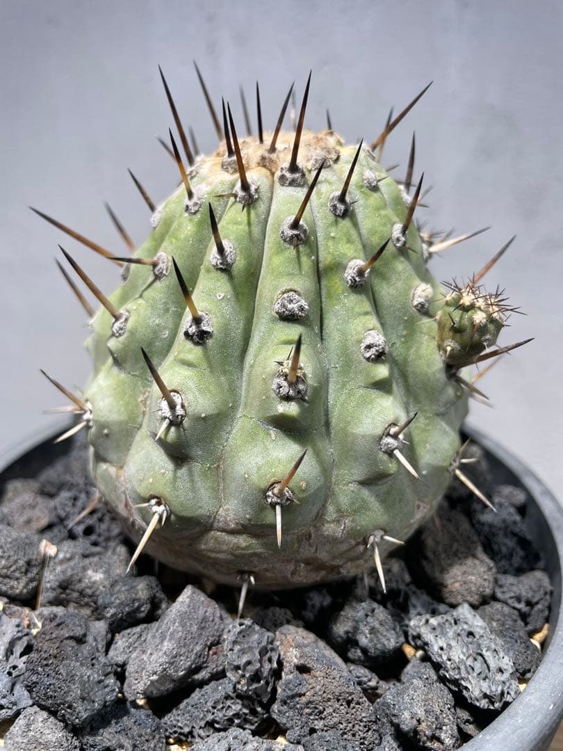 g*n様 黒王丸(2個子株付き)