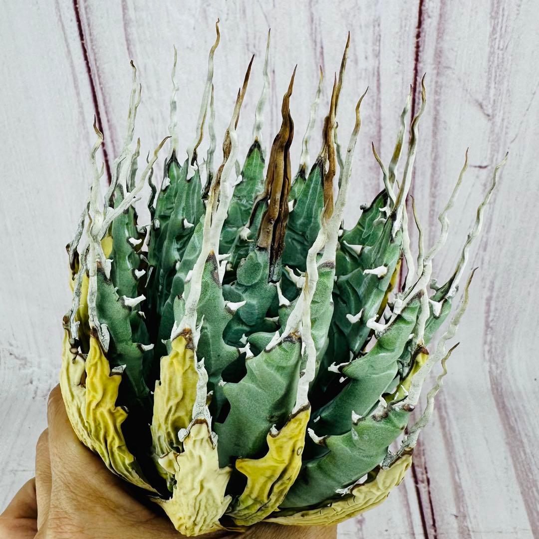 793 アガベ ユタエンシス エボリスピナ 陽炎 ロングスパイン