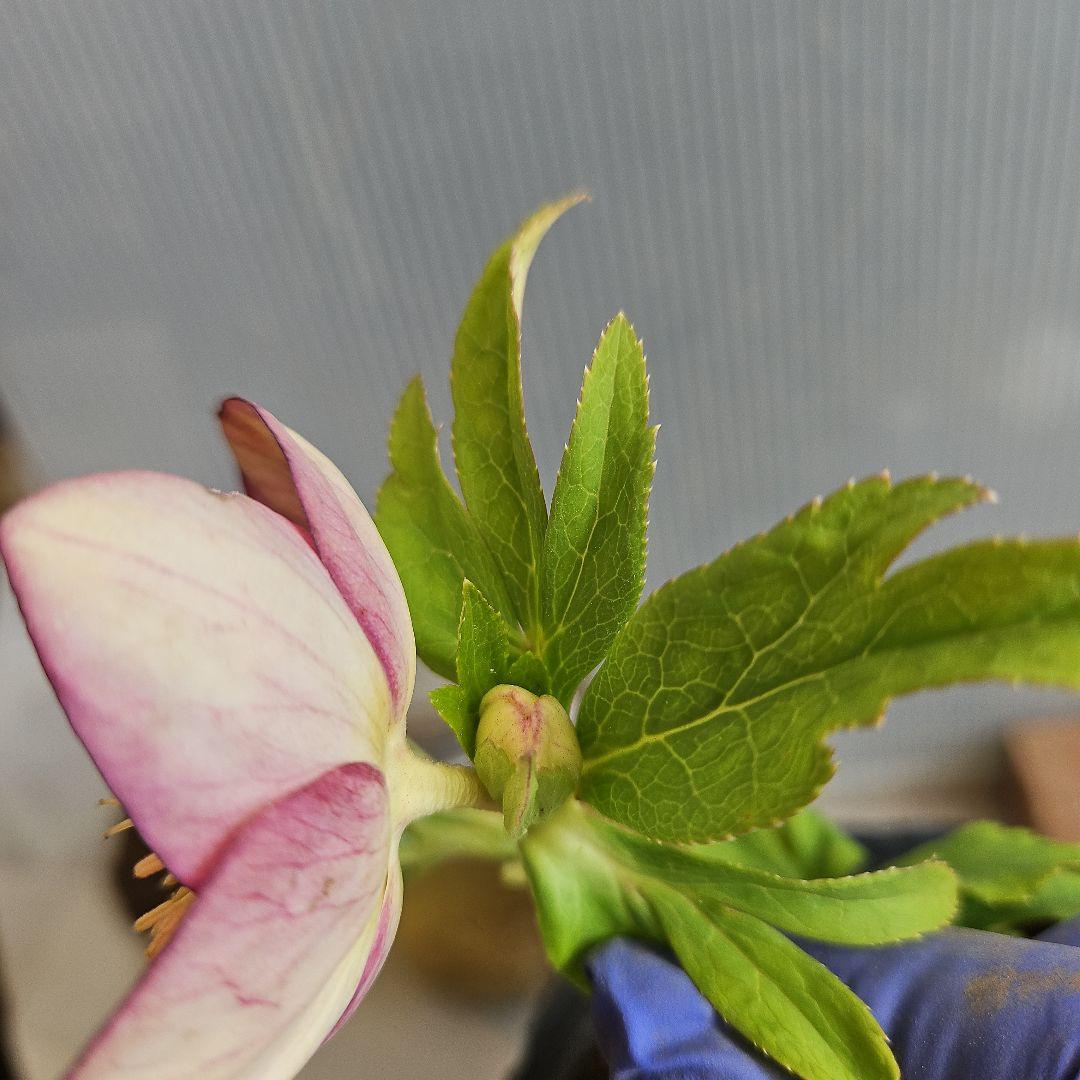 sunshine様ご購入苗㉖-285クリスマスローズ