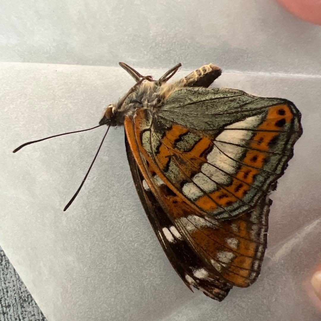 オオイチモンジ　モンゴル産10頭セット