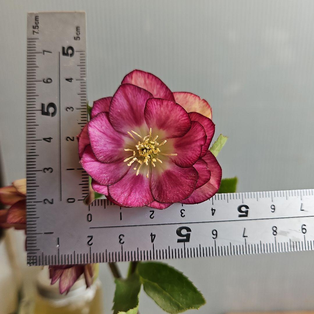 ✿㉖-271クリスマスローズ