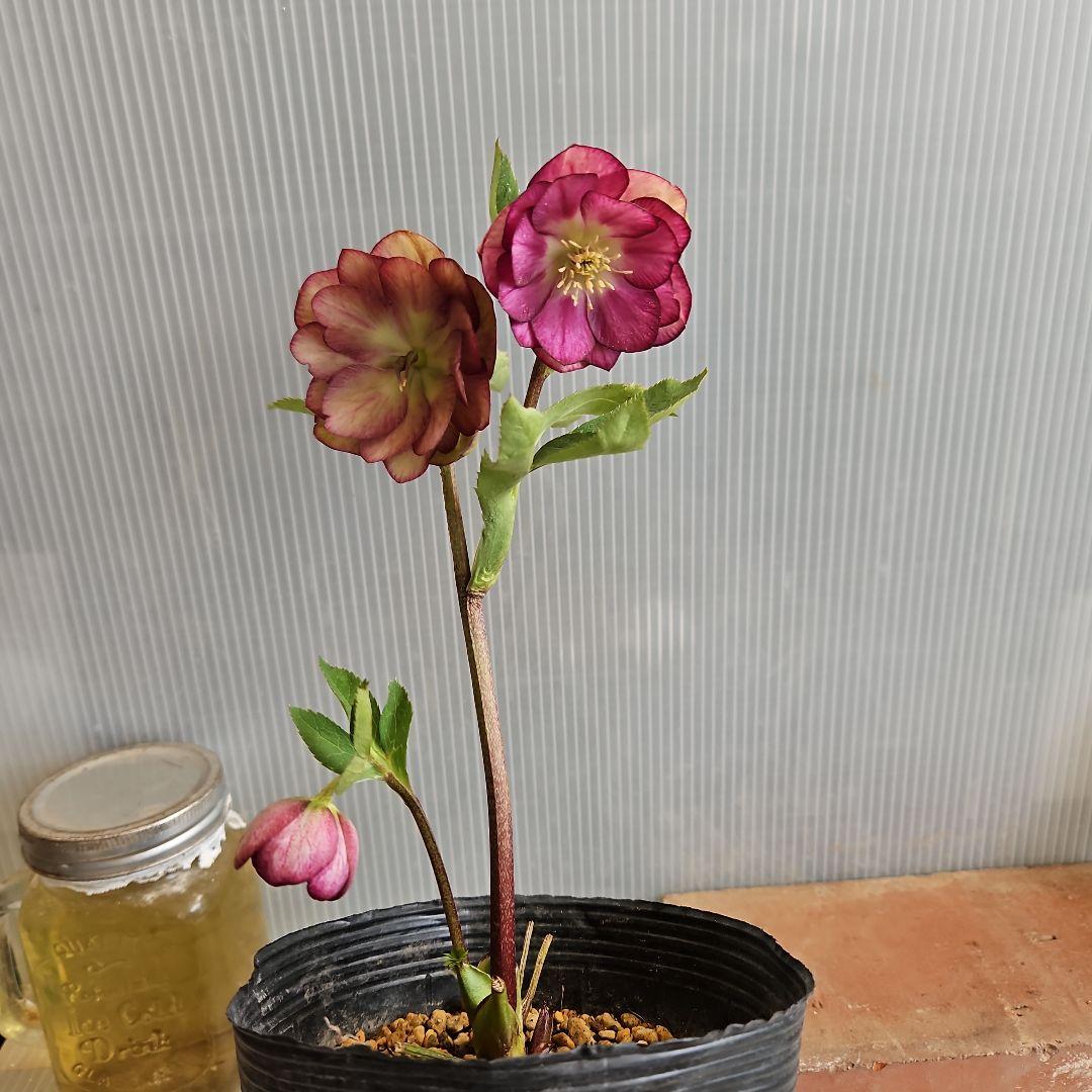 ✿㉖-271クリスマスローズ