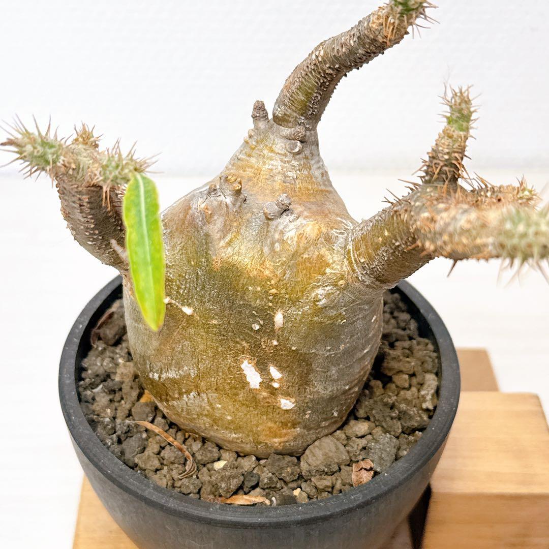 変態グラキリス【現地株発根済】パキポディウム