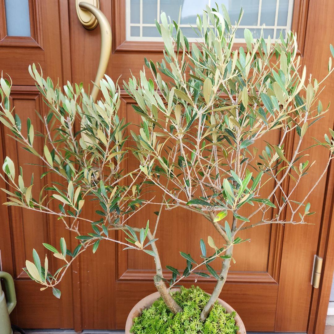 オリーブの木 ネバディロブランコ SOUJU 9号鉢植え 古木