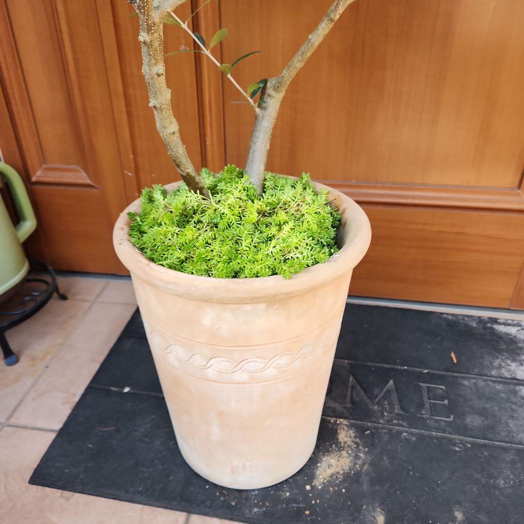 オリーブの木 ネバディロブランコ SOUJU 9号鉢植え 古木