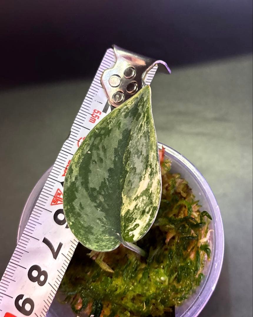 スキンダプサス　綺麗な　セットL2