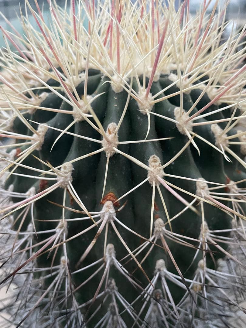 サボテン 白鳥丸 フェロカクタス 古株 超巨大株