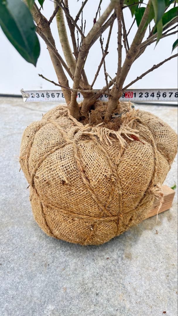 手頃なサイズ お庭の主役にどうぞ ソヨゴ 725 樹高1.4m位 株立 常緑樹