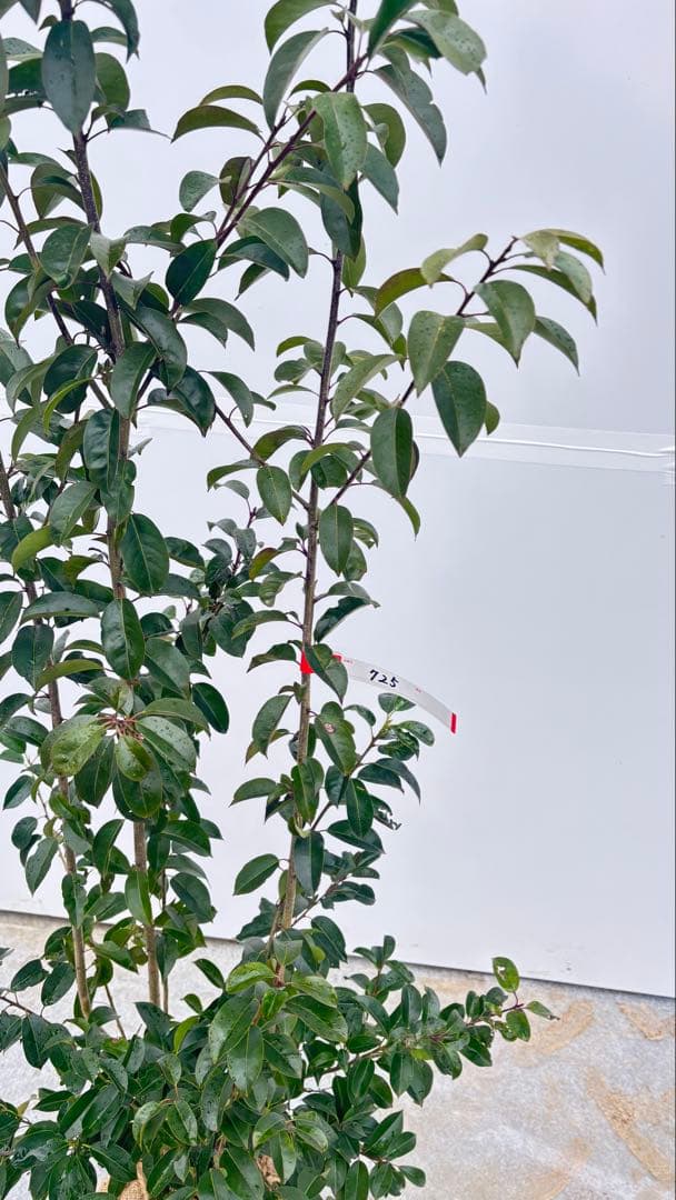 手頃なサイズ お庭の主役にどうぞ ソヨゴ 725 樹高1.4m位 株立 常緑樹