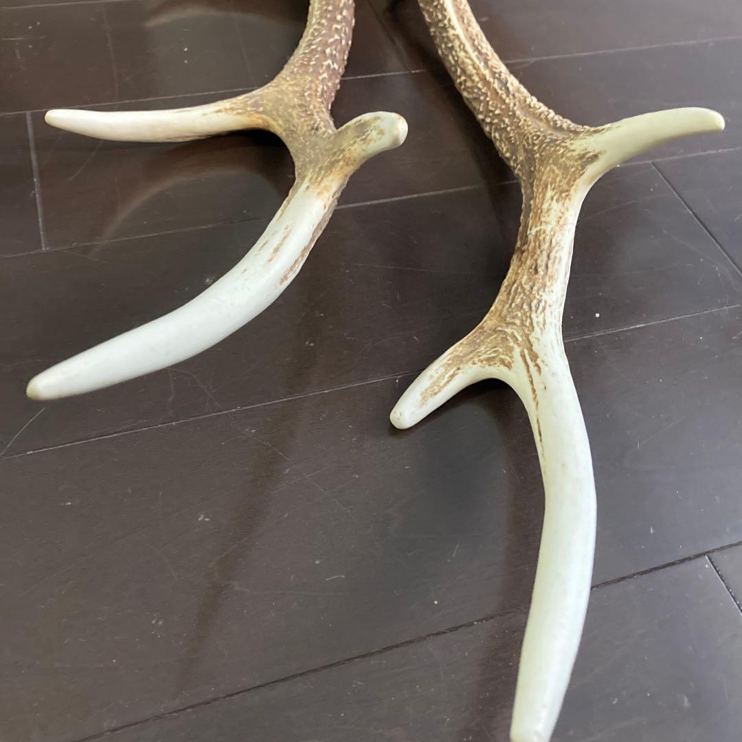ニホンジカ　一対の角　各51センチ(2本まとめて)