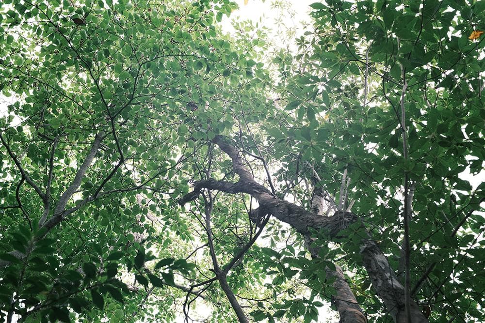 中古 ライカMマウントレンズ 50mm F1.1 LEICA Mマウント