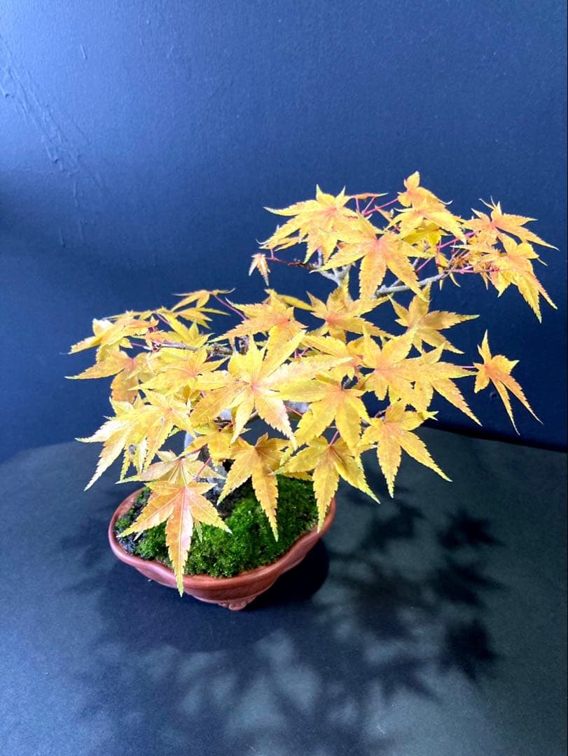 山紅葉盆栽
