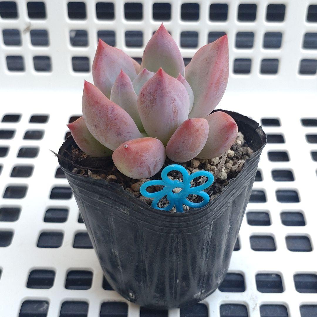 多肉　ピグレット　抜き苗