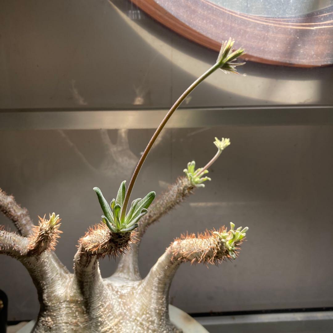 パキポディウム　グラキリス