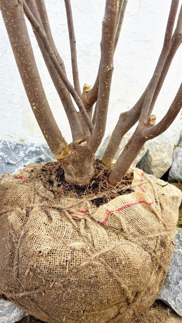 ご確認中 ゼログラ 特大。山採りハイノキ大株立ち3.1M(鉢底から)