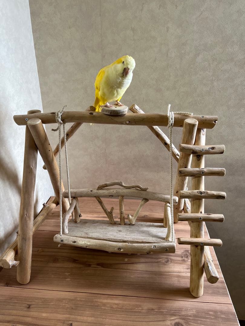 aoi流木のブランコバードアスレチックバードジム