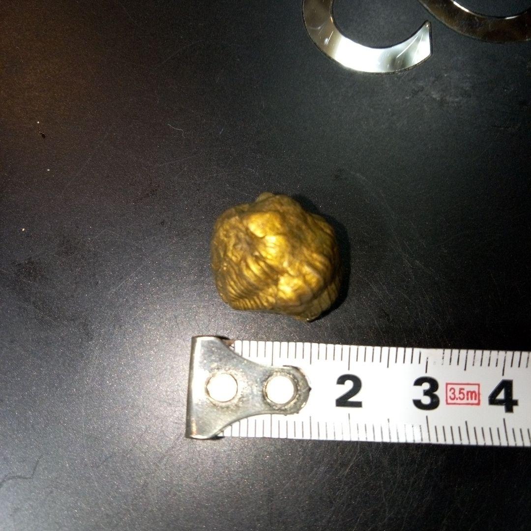 三葉虫　化石　fossil　ボリビア産　レア　Fossil管理⑥