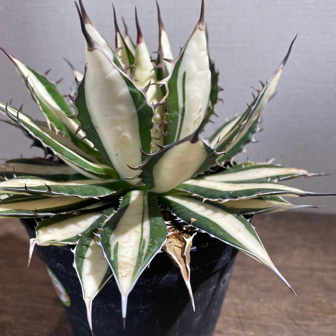 アガベ　ホリダ　白中斑　極上ラスト1