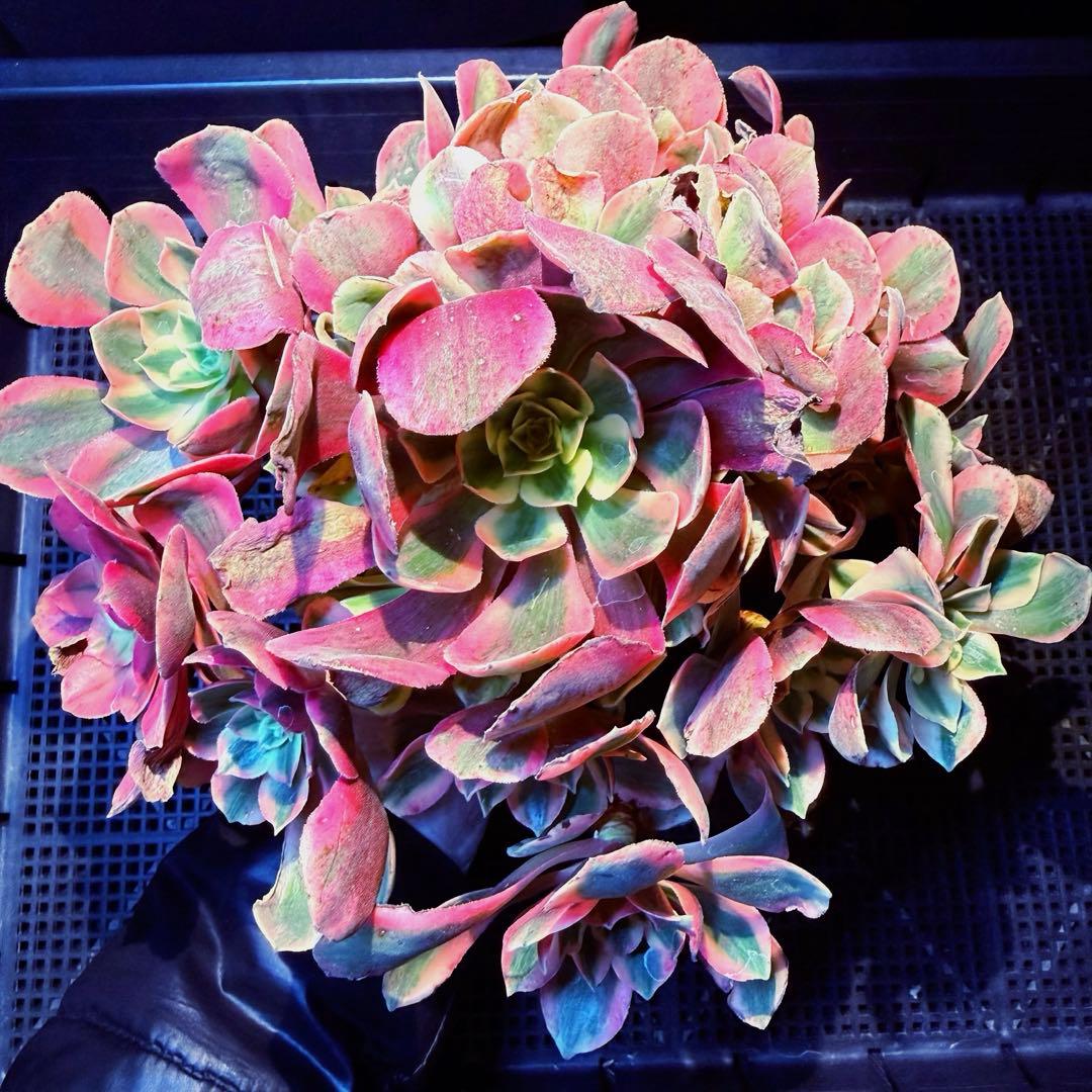 雪様 リクエスト 3点 まとめ商品　速達料金込み