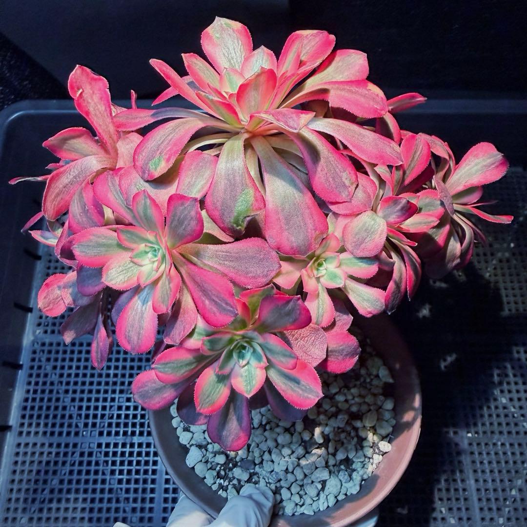 雪様 リクエスト 3点 まとめ商品　速達料金込み