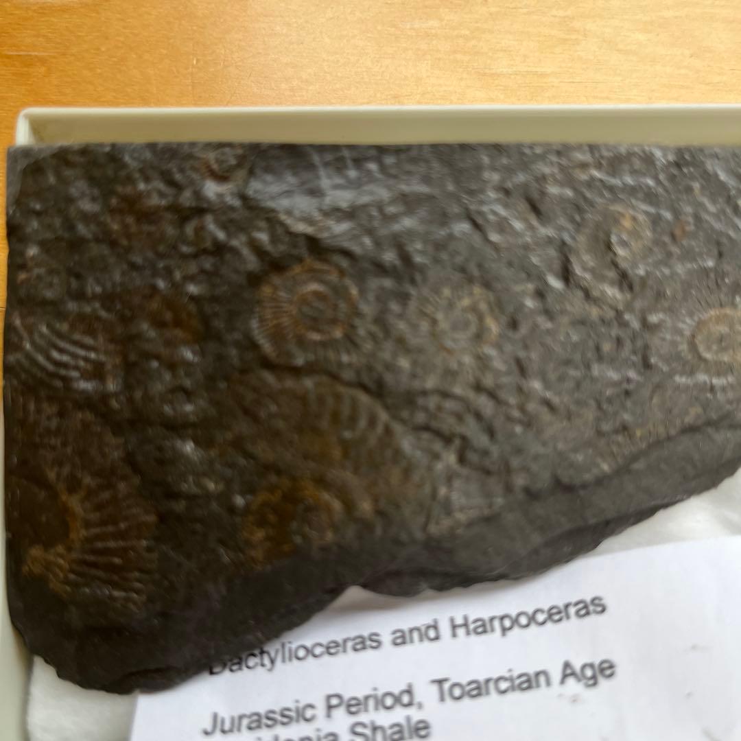 アンモナイトの化石