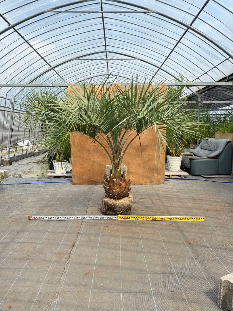 ココスヤシシルバーリーフ【極太】葉先180cm幹回り100cm 幹高40cm