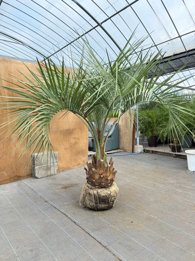 ココスヤシシルバーリーフ【極太】葉先180cm幹回り100cm 幹高40cm