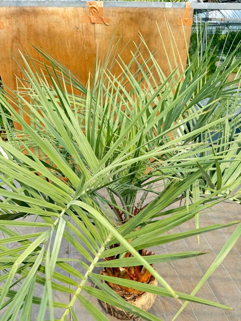 ココスヤシシルバーリーフ【極太】葉先180cm幹回り100cm 幹高40cm