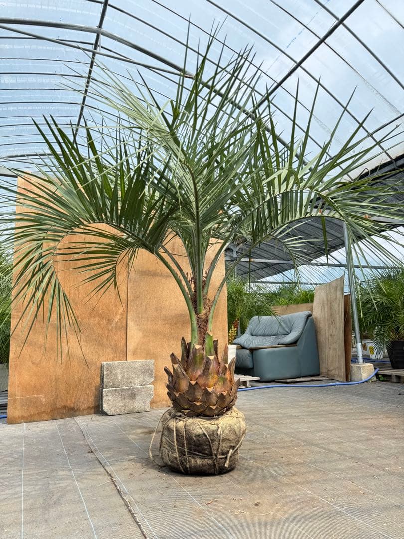 ココスヤシシルバーリーフ【極太】葉先180cm幹回り100cm 幹高40cm