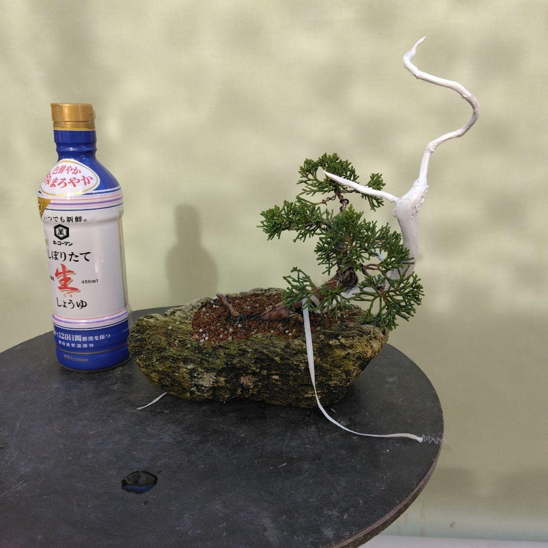 しんぱく小品盆栽です。　軽石植え　タヌキ盆栽です。値下げしました