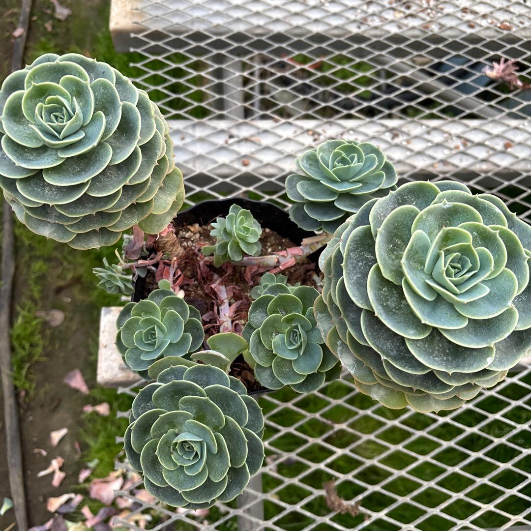 おまとめ2鉢　エケベリア 七福神　特大　多頭株