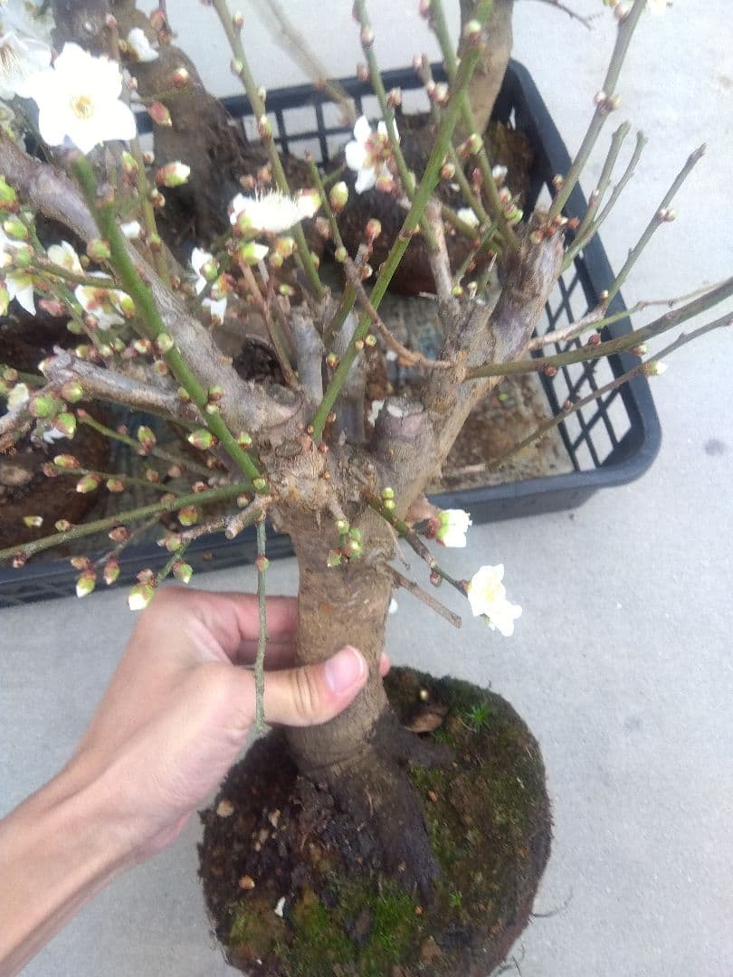 梅　盆栽　6株　新年破格セール❗　②