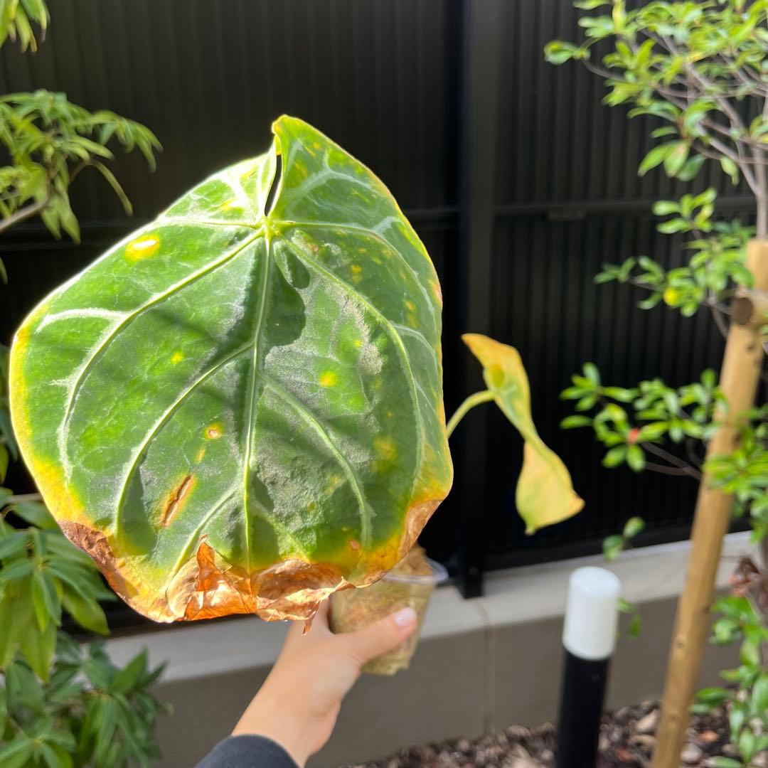 172 magnificum Silver マグニフィカムシルバー