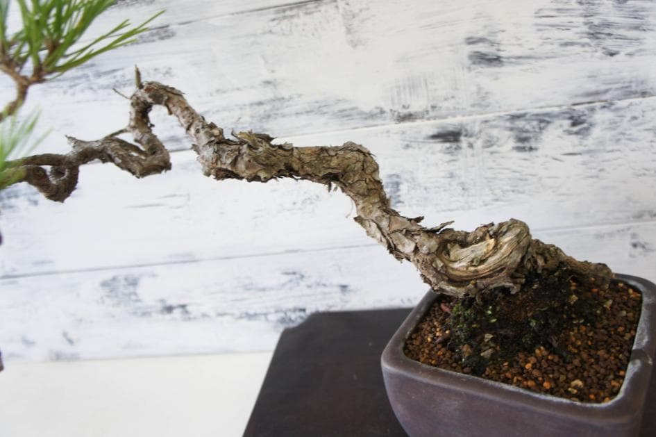 盆栽 『黒松』 インテリア 観葉植物 園芸 ガーデニング 送料無料 b183