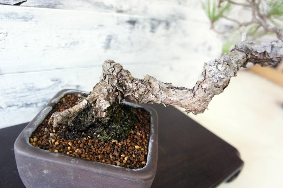 盆栽 『黒松』 インテリア 観葉植物 園芸 ガーデニング 送料無料 b183
