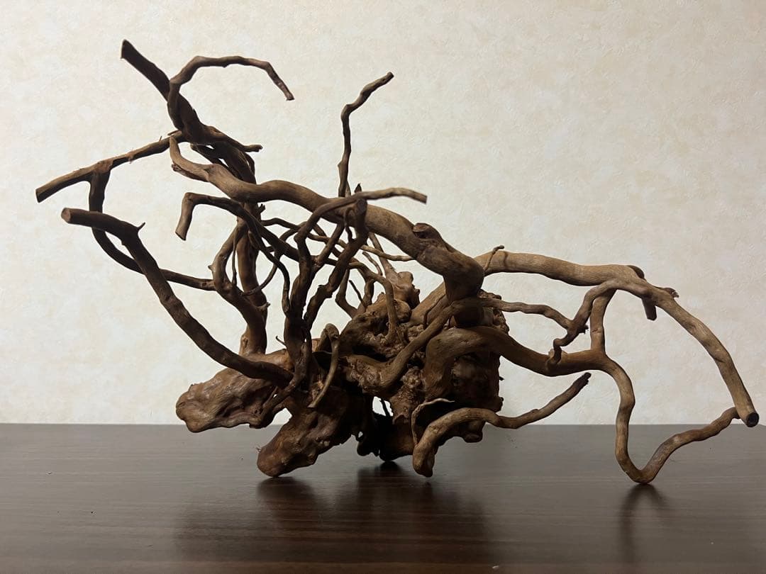 51608 ブランチウッド　流木　アクアリウム 沈水確認済