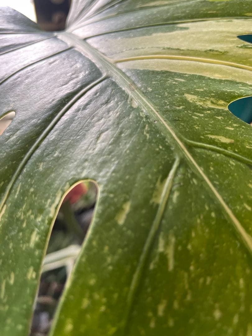 直接引取■モンステラ デリシオーサ レガシー 斑入り/葉35cm/110cm