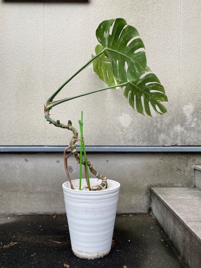 直接引取■モンステラ デリシオーサ レガシー 斑入り/葉35cm/110cm