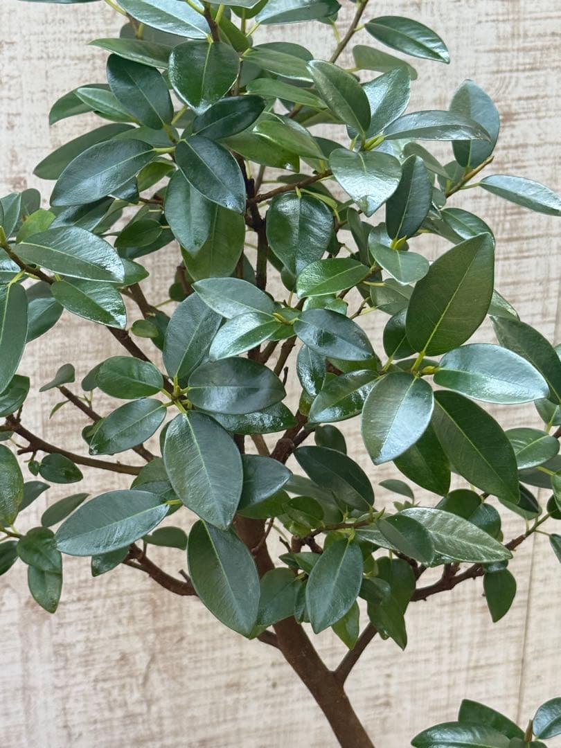 ☆ フランスゴム フィカス•ルビギノーサ♪ 130cm スリムな曲がりフォルム♪