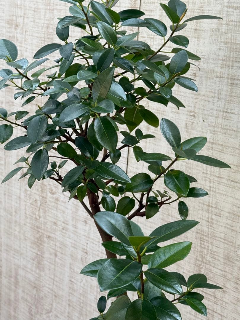 ☆ フランスゴム フィカス•ルビギノーサ♪ 130cm スリムな曲がりフォルム♪