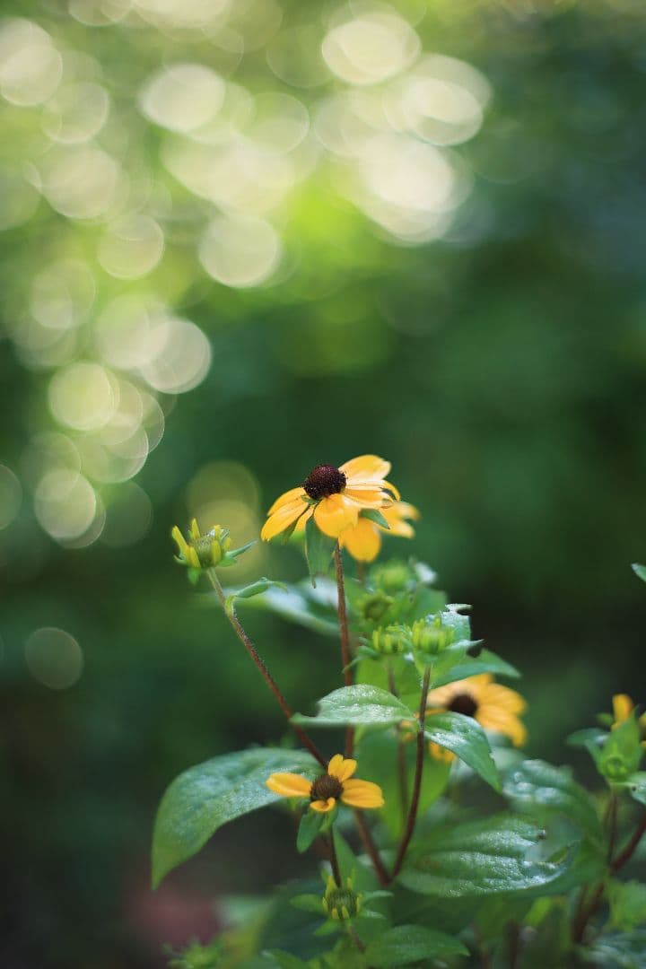 Super-Takumar 55mm F1.8 初期型 S/N：617312