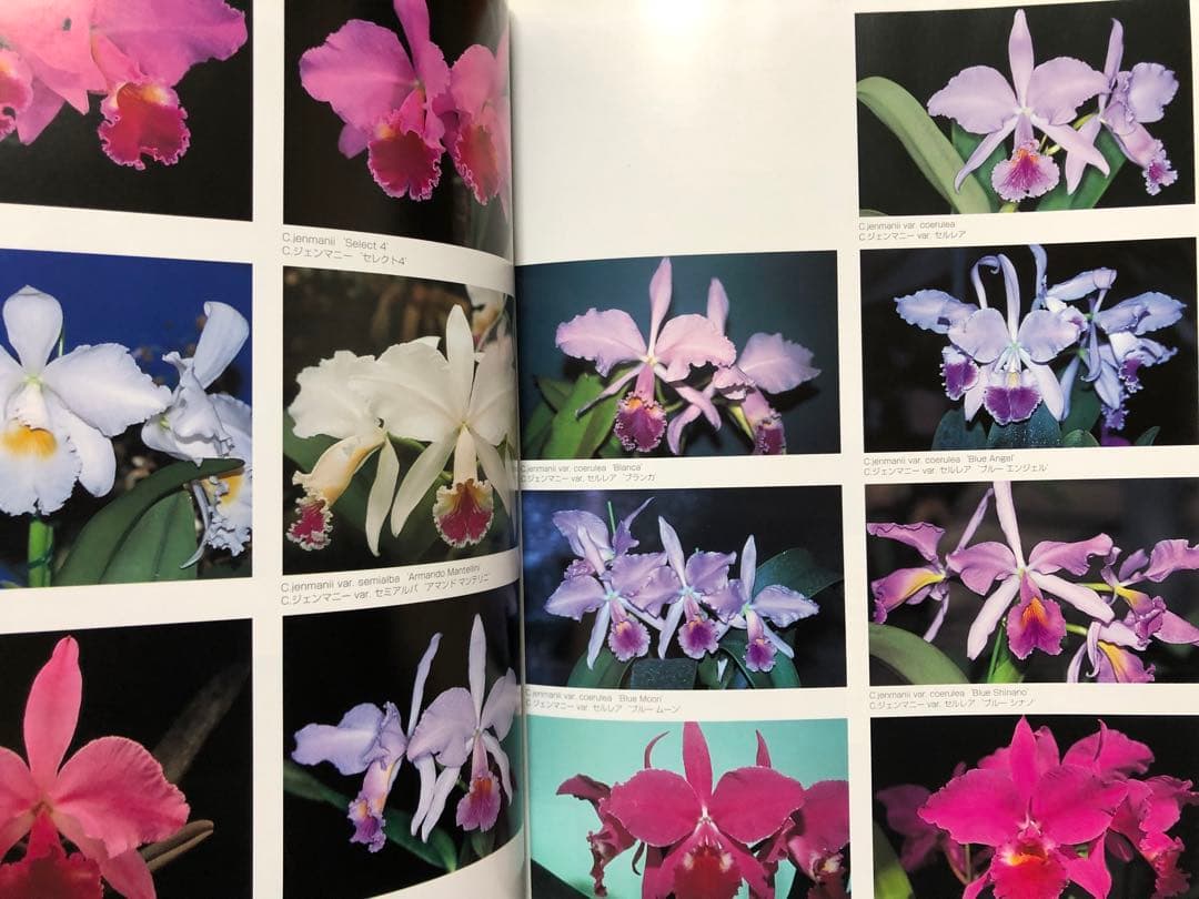 原種カトレヤ全書 オーキッドバイブル1