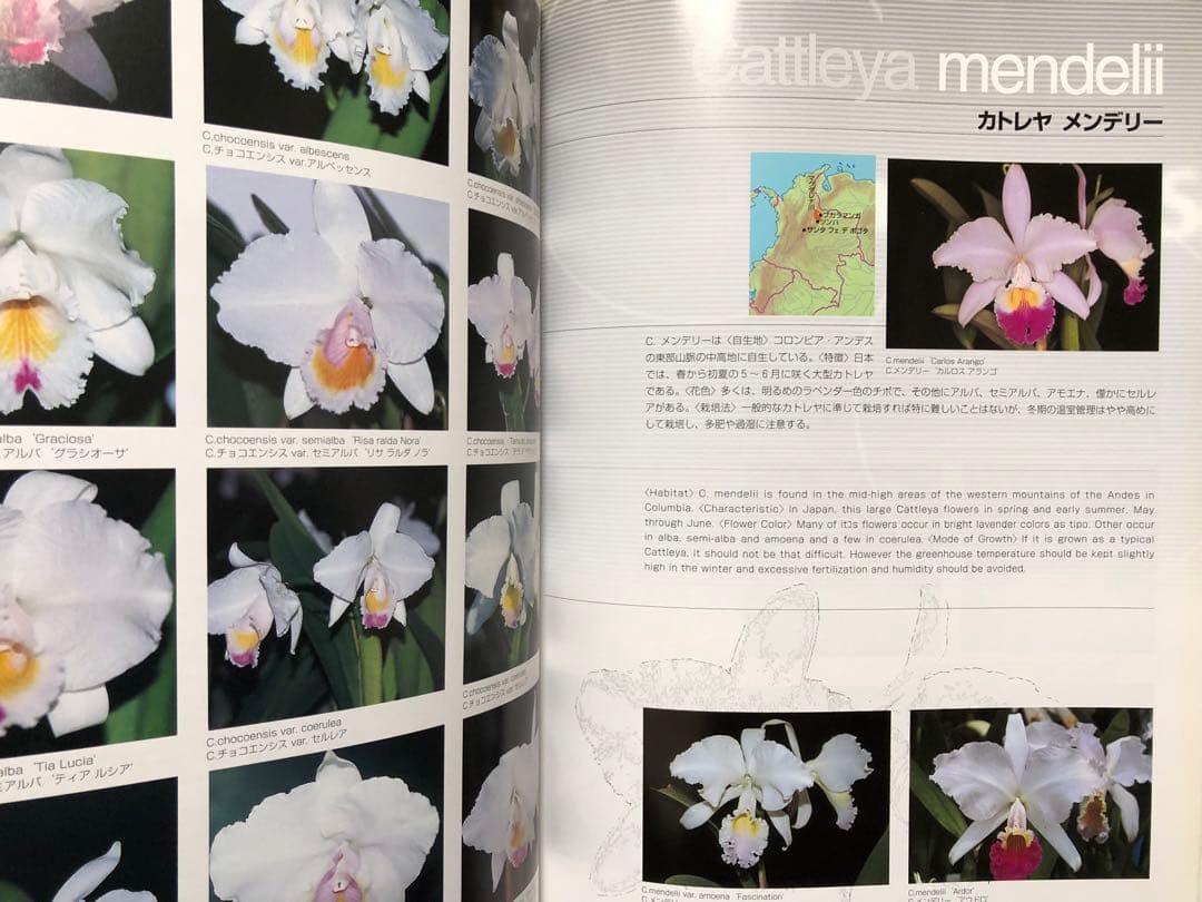 原種カトレヤ全書 オーキッドバイブル1