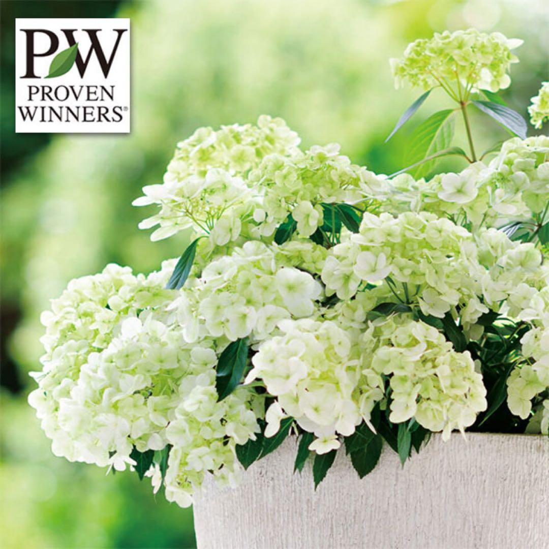 ラグランジア　紫陽花　カラフルランジア　斑入り多花性　5種　鉢ごとタグ付き