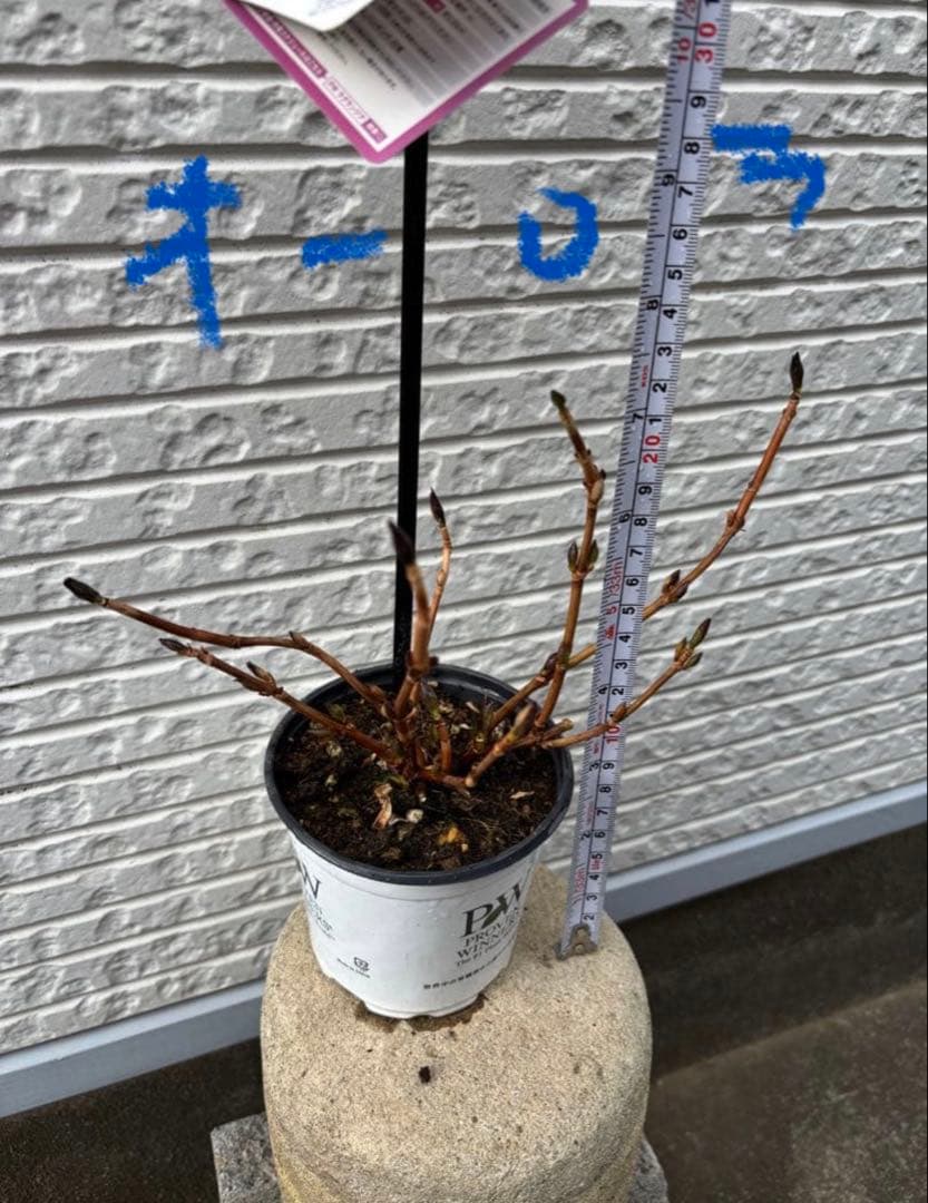 ラグランジア　紫陽花　カラフルランジア　斑入り多花性　5種　鉢ごとタグ付き